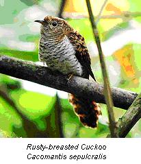 cuckoo bird draft