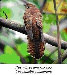 cuckoo bird presentation