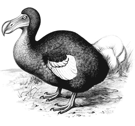 dodo-bird