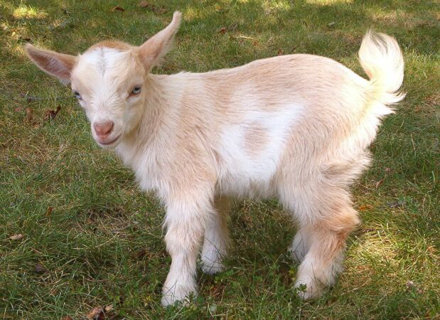 goat2.bmp
