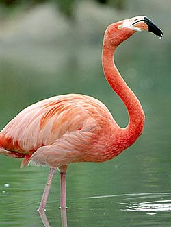 flamingo_photo