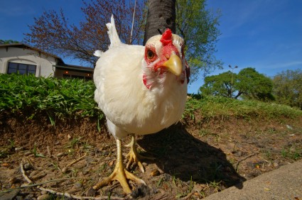 chicken_closeup